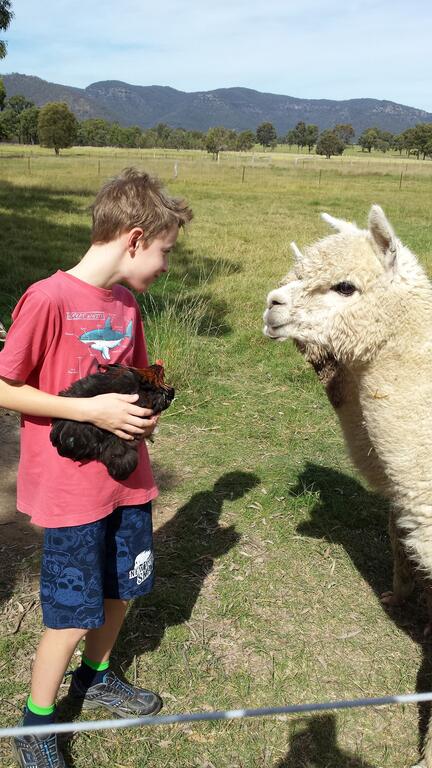 Starline Alpacas Farmstay Resort - Accommodation Kalgoorlie 3