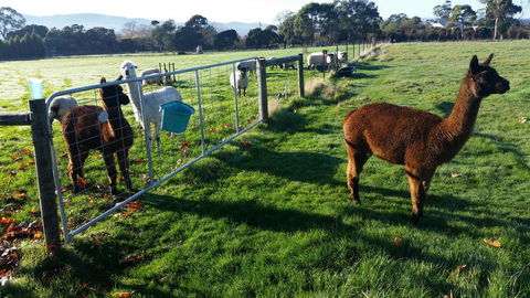 Tamar Valley Farm Stay - Accommodation Kalgoorlie 2