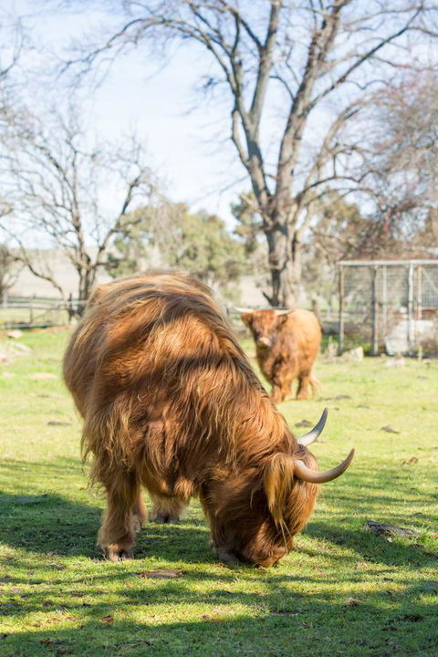 Ratho Farm - Accommodation Kalgoorlie 4