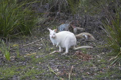 Cloudy Bay Lagoon Estate - Accommodation Kalgoorlie 17