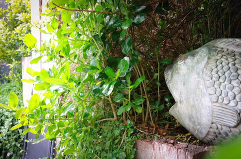 Capella Villa No. 4 - Stunning Luxury Decor Inside And Out - Accommodation Kalgoorlie 15