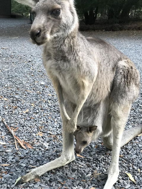 Day Dream Cottage - Accommodation Kalgoorlie 12
