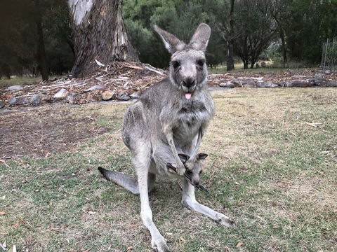 Day Dream Cottage - Accommodation Kalgoorlie 11