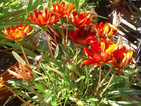 Aloha Ha Phillip Island - Accommodation Kalgoorlie 25