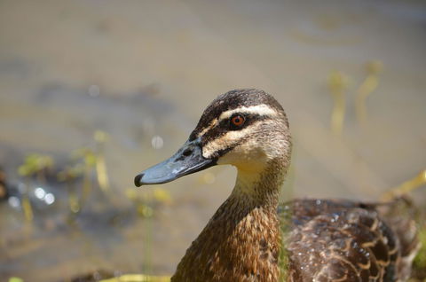 Tasman Holiday Parks - Merool On The Murray - Accommodation Kalgoorlie 42