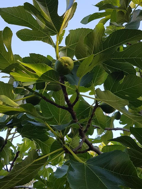 Healesville House - Fig Tree House - Accommodation Kalgoorlie 19