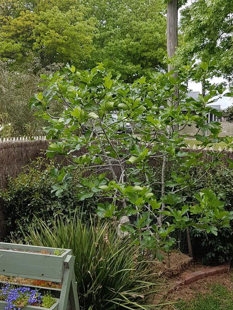 Healesville House - Fig Tree House - Accommodation Kalgoorlie 20