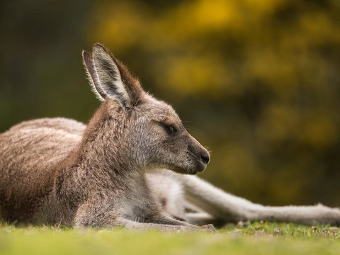 Gipsy Point Lodge & Cottages - Accommodation Kalgoorlie 39