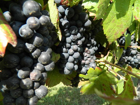 Haig Avenue - Accommodation Kalgoorlie 17