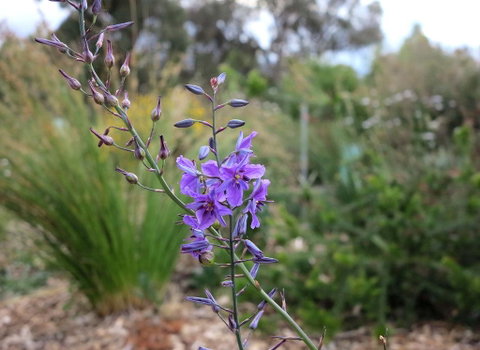 The Chocolate Lily Bed & Breakfast - Accommodation Kalgoorlie 3