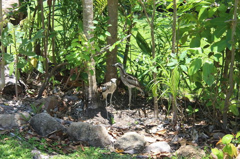 Amaroo On Mandalay, Magnetic Island - Accommodation Kalgoorlie 40