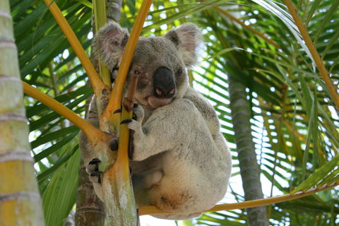 Amaroo On Mandalay, Magnetic Island - Accommodation Kalgoorlie 44