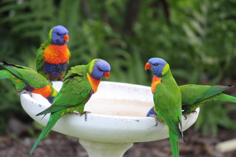 Amaroo On Mandalay, Magnetic Island - Accommodation Kalgoorlie 27