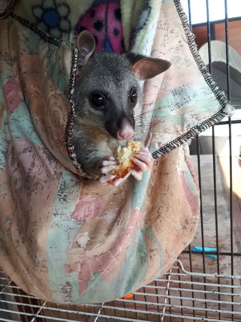 Airlie Beach Eco Cabins - Adults Only - Accommodation Kalgoorlie 27