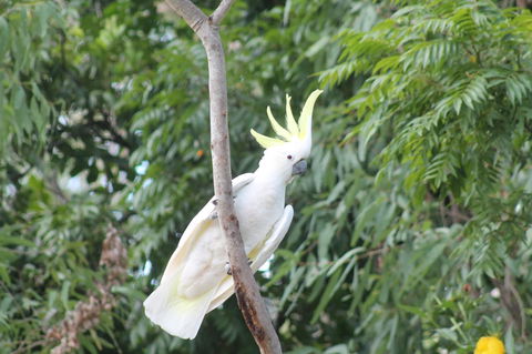 Airlie Beach Eco Cabins - Adults Only - Accommodation Kalgoorlie 4