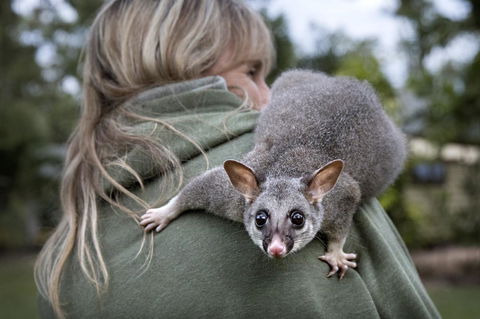 Airlie Beach Eco Cabins - Adults Only - Accommodation Kalgoorlie 3