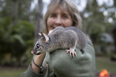 Airlie Beach Eco Cabins - Adults Only - Accommodation Kalgoorlie 11