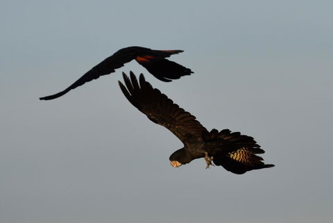 Ironbark House - Accommodation Kalgoorlie 2