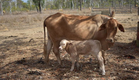 Ironbark House - Accommodation Kalgoorlie 27