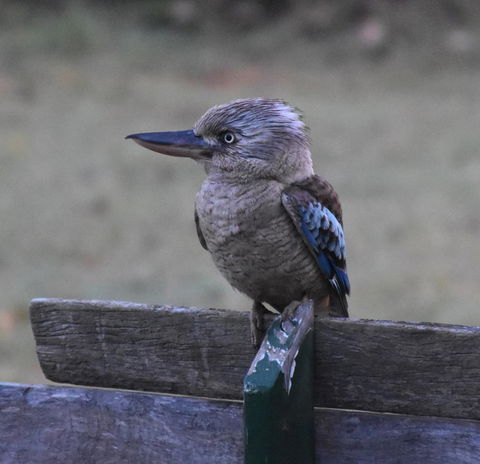 Ironbark House - Accommodation Kalgoorlie 4