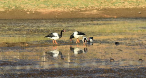 Ironbark House - Accommodation Kalgoorlie 34