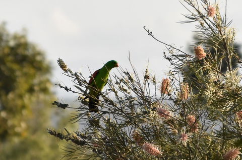 Ironbark House - Accommodation Kalgoorlie 29