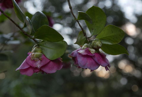 Bower 63 - Accommodation Kalgoorlie 21