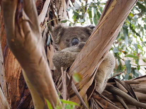 WHITE SHELLS HOLIDAY RENTAL - Accommodation Kalgoorlie 1