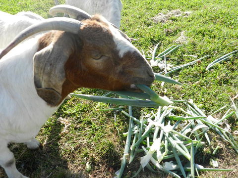 Hay Point Country BnB - Accommodation Kalgoorlie 15