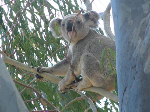 Tropical Palms Resort & 4WD Hire - Accommodation Kalgoorlie 29