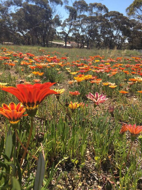 Acclaim Gateway Tourist Park - Accommodation Kalgoorlie 2