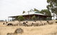 Gilgraves Vineyard Farmstay - thumb 0