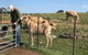 Gilgraves Vineyard Farmstay - thumb 1