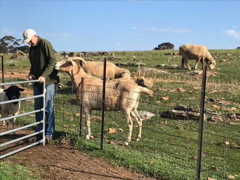 Gilgraves Vineyard Farmstay - Accommodation Kalgoorlie 1