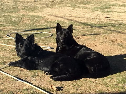 Alpine Country Motel - Accommodation Kalgoorlie 2