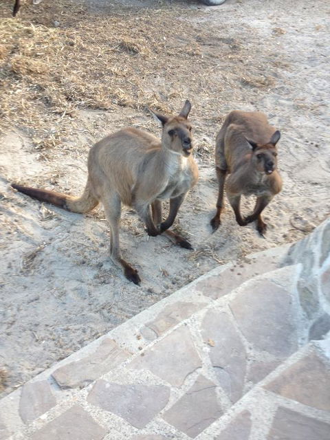 Anchorage Apartments - Accommodation Kalgoorlie 1