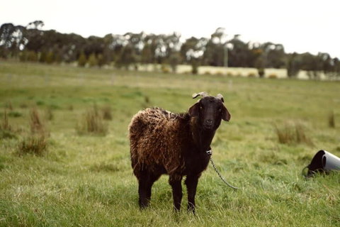 Maluridae Creek Views By Tiny Away - Accommodation Kalgoorlie 2