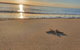 Matildas Of Kangaroo Island - thumb 1