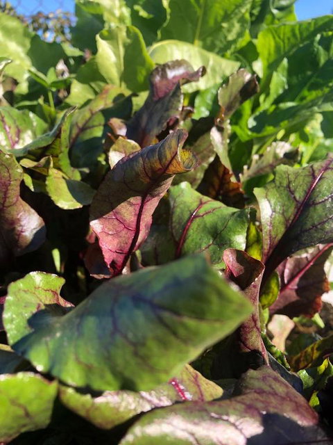 Moodemere Lake House - Accommodation Kalgoorlie 1