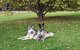 Mountain Culture Farm Stay - Pet Friendly - thumb 2