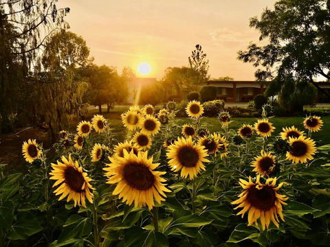 Quirindi Sunflower Motor Inn - Accommodation Kalgoorlie 0