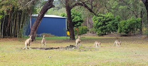 Roo Or 2 On Streeter - Accommodation Kalgoorlie 0