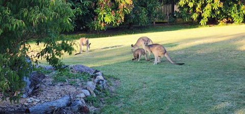 Roo Or 2 On Streeter - Accommodation Kalgoorlie 3