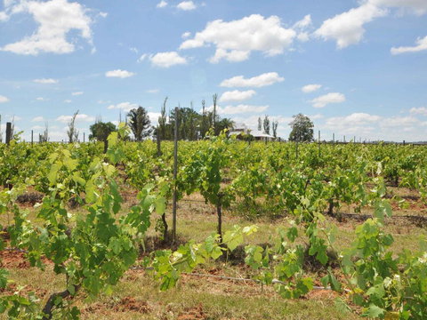 Beggars Bridge Vineyard Homestead W/ Pool + Wifi + Tennis + Vineyard - Accommodation Kalgoorlie 2