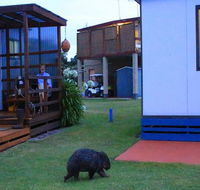 BIG4 Kelso Sands Holiday  Native Wildlife Park - Accommodation Kalgoorlie