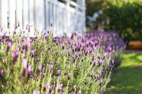 BIRCHES B&B - Accommodation Kalgoorlie 3