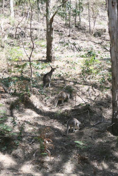 Blue Mountains Backpacker Hostel - Accommodation Kalgoorlie 3