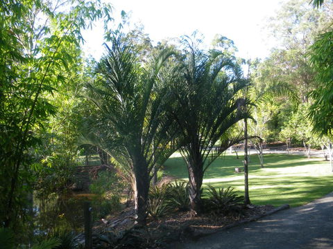 BoBRENE On Tamborine Nude Retreat - Quaint Cottage - Accommodation Kalgoorlie 2