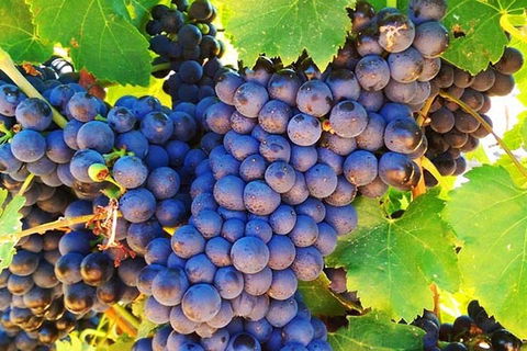 The Fully Local (Private) Tour - Accommodation Kalgoorlie 0