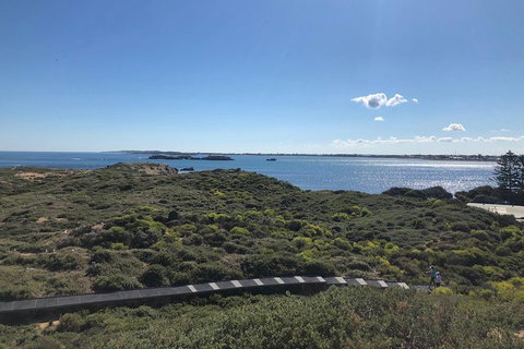 Penguin Island And Fremantle - Canoe, Chocolate & Coffee - Accommodation Kalgoorlie 0